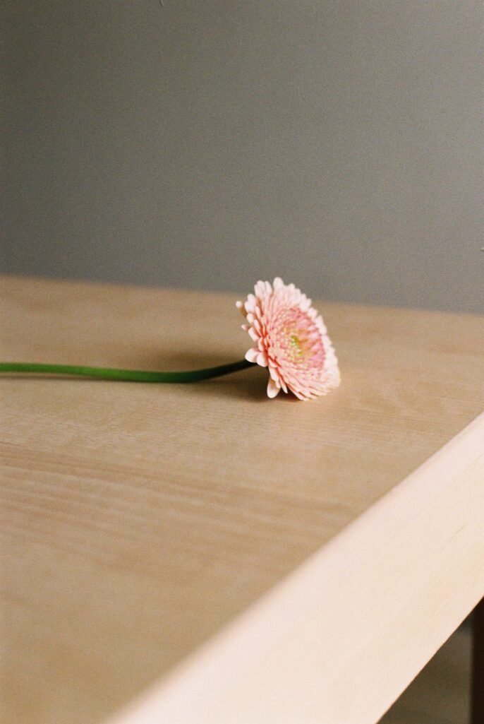 Fleur rose minimaliste posée sur une table, photographie par Stéphanie Lorang