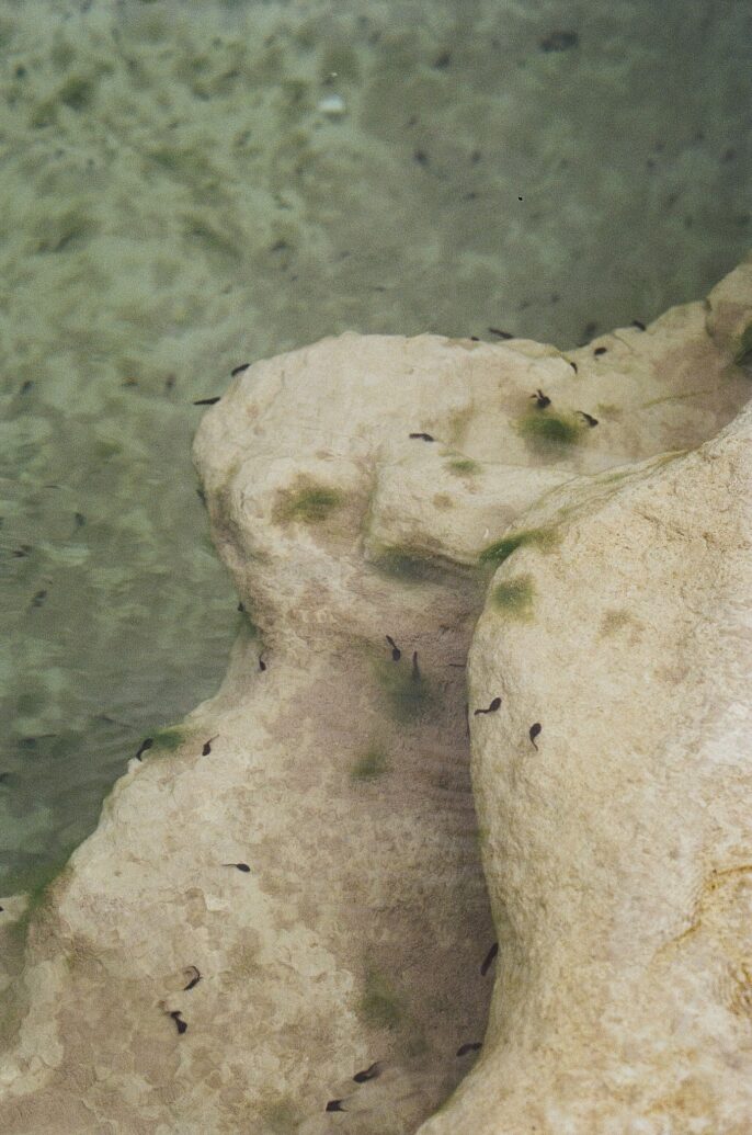 Têtards nageant autour de roches immergées, capturés par Stéphanie Lorang, photographe à Lyon