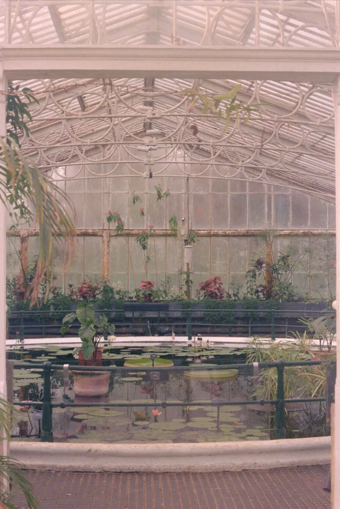 Vue intérieure d’une serre ancienne avec bassin central, nénuphars et plantes tropicales sous verrière.